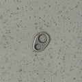 Silver Plated Double Hole 02
