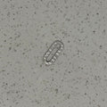 Silver Plated Mini Hammered Squoval