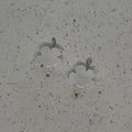Quartz Flower