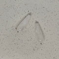 Quartz Teardrop